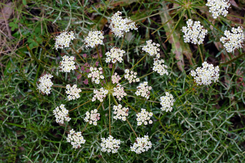 Laserpitium gallicum  / Lasepizio odoroso